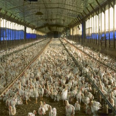 Επαγγελματική προφυλακτική χάλυβα δομή χώρο πλαίσιο κτίριο αγροκτήματος κοτόπουλου