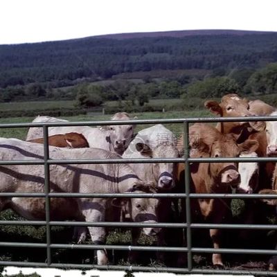 Τυποποιημένη δομή από χάλυβα Σπίτι πουλερικών με γρήγορη εγκατάσταση